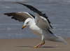 1cy fuscus in August, ringed in Finland. (81365 bytes)